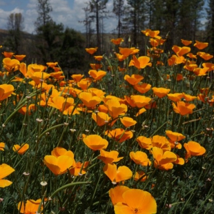 Eschscholtzia californica